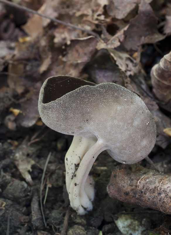 Helvella solitaria